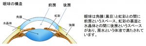 目の構造